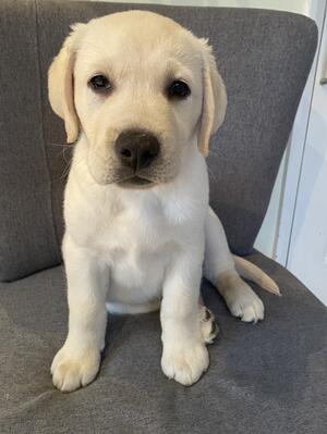 8 Weeks Old
