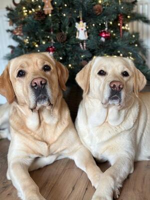 Bear (Left) Margo (Right)