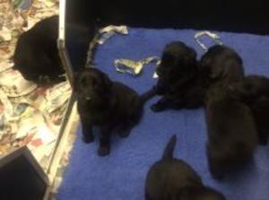 puppies