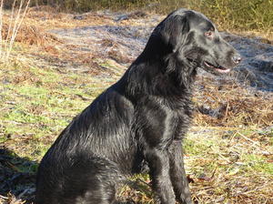 FESTER AT 12 MONTHS