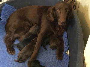 czar with puppies
