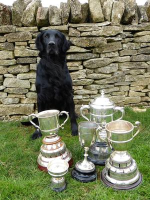 BEST FLATCOAT 2015