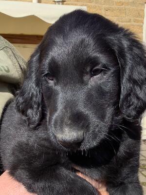 One black and one liver dog puppies unexpectedly