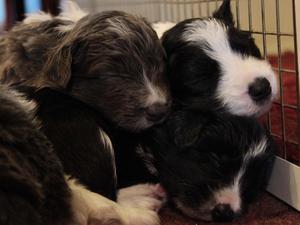 Sleepy Pups