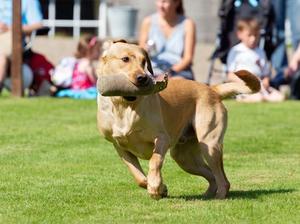 Sam at a gamefair in 2019