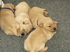 Sleepy pups