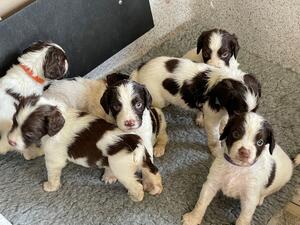 Puppies!