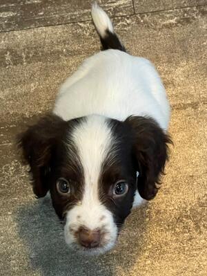 Bramble