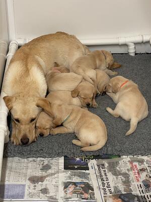 Freya and pups