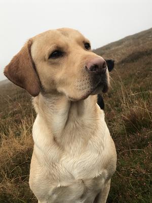 At the grouse 2019