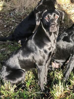 Pippa