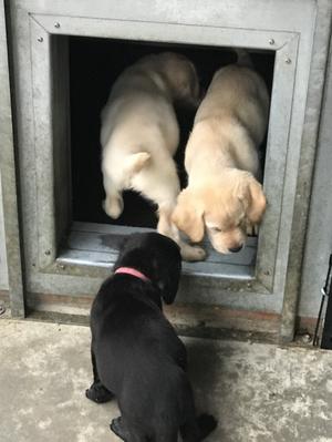 Puppies at Play