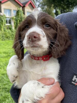 Liver and white dog pup