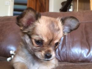 Pedigree Kc Registered Long Coat Chihuahua Puppies In Wells