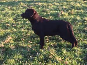 Bracken at 8 months