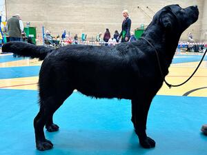 Angus 1st in Graduate WELRC
