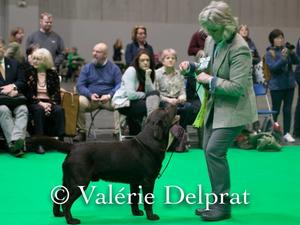 Max 3rd at Crufts 2019