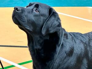 Angus at 2 years