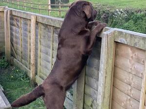 Digby at 4 years