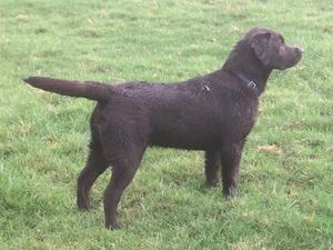Bow at 6 months