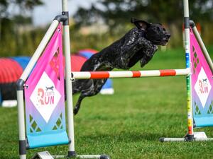 Diva Agility