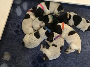 1 week old