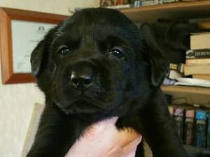 Puppy sired by Callen