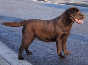 Madge at 8 months