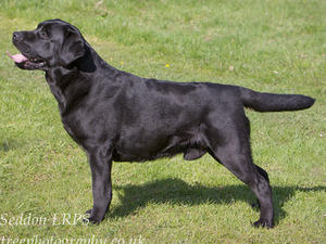 Cuerdenlake Morar at 2 years