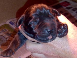 Black Dog Puppy for Sale