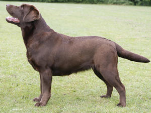 Cuerdenlake Brenig