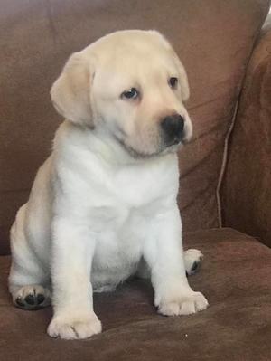 Puppy sired by Cuerdenlake Bear