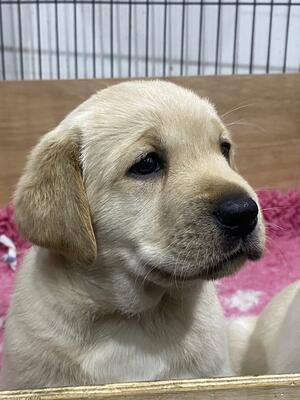 Son of Blackesk Chivas Regal