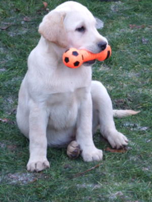 Puppy Bryan