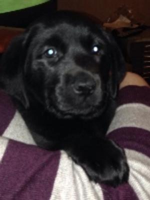 8 week old puppy for sale