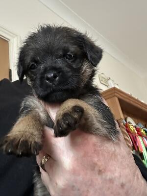 Bitch puppy