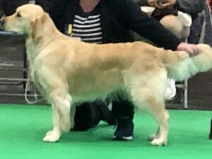 Linirgor Cuddle In Crufts 2022