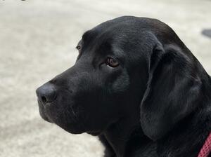 Sennen, Betty's daughter