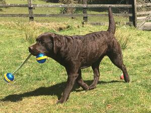 'Gracie' MENADUE Keep Danicng