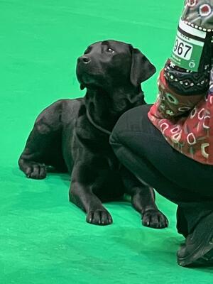 'Evie' MENADUE Midnight Eve