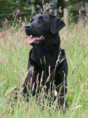 'Evie' MENADUE Midnight Eve