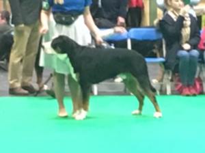 Hugo placing 3rd in Puppy Dog: Crufts 2018