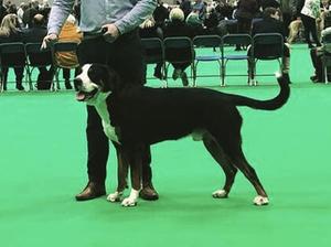 Hugo placing 3rd in Post Graduate Dog: Crufts 2019