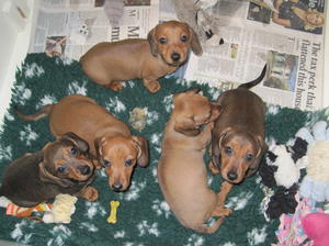 pups @ 9 weeks