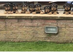 Airedale Terrier Puppies