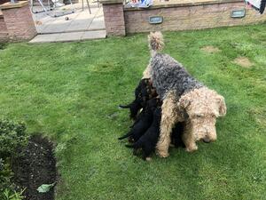 Feeding Airedale pups