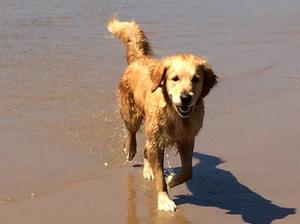 Crumble after a swim