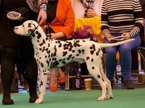 Chaucers First Crufts