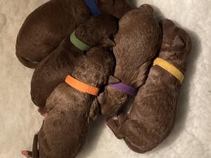 Puppies 1