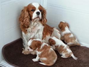 Libby and pups